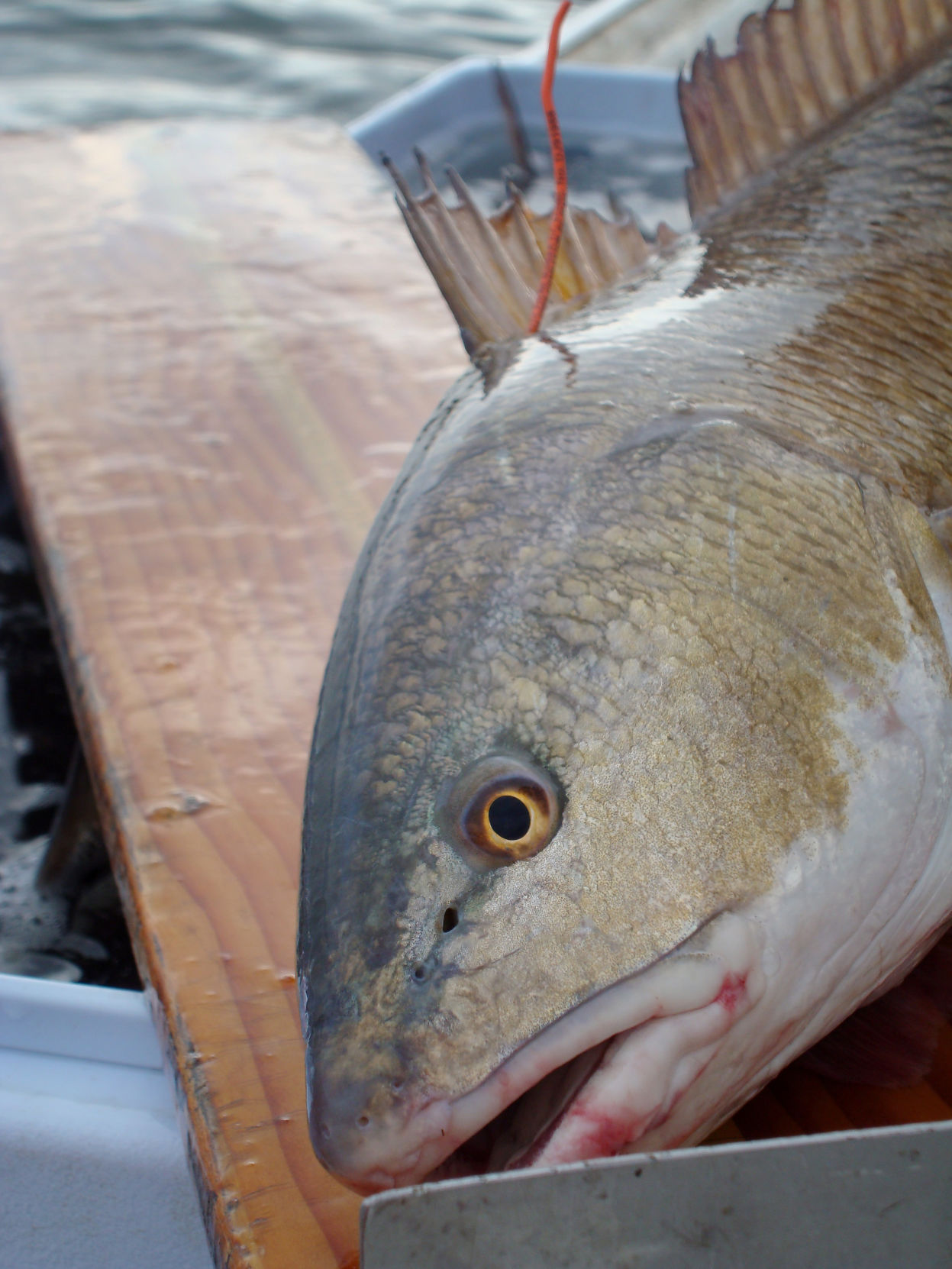 Red Drum fish.jpg